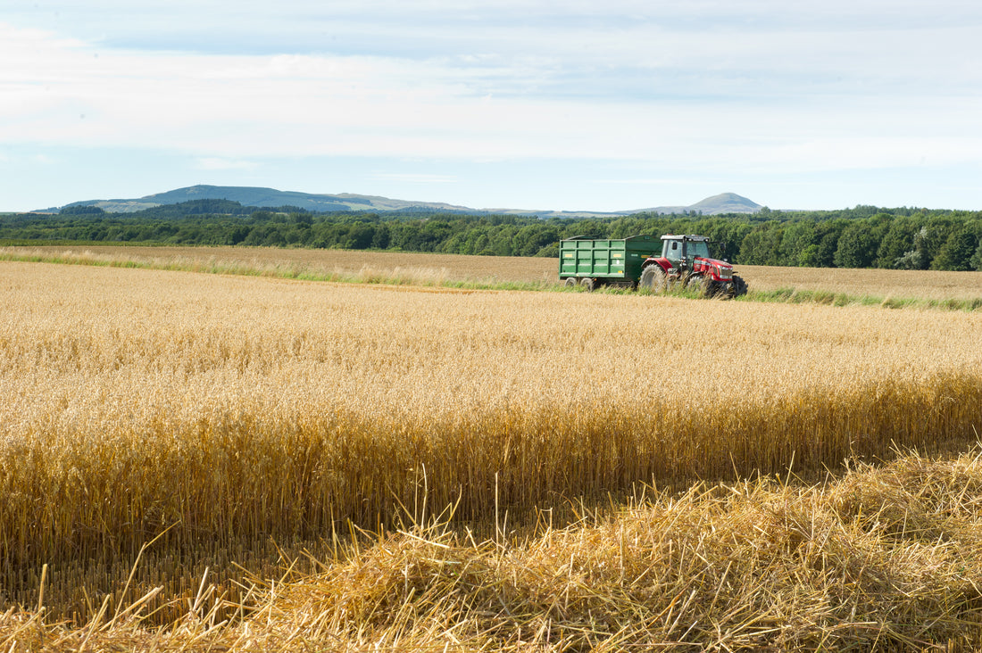 How oats are made, how are oats processed, how are oats manufactured, where are oats grown, which oats is best for weight loss, rolled oats, how are oats made