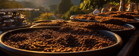 how to make Arabica coffee, arabica coffee beans, arabica coffee beans price per kg, what is robusta coffee, arabica coffee powder, arabica coffee beans vs robusta