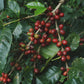 Arabica Coffee Cherries