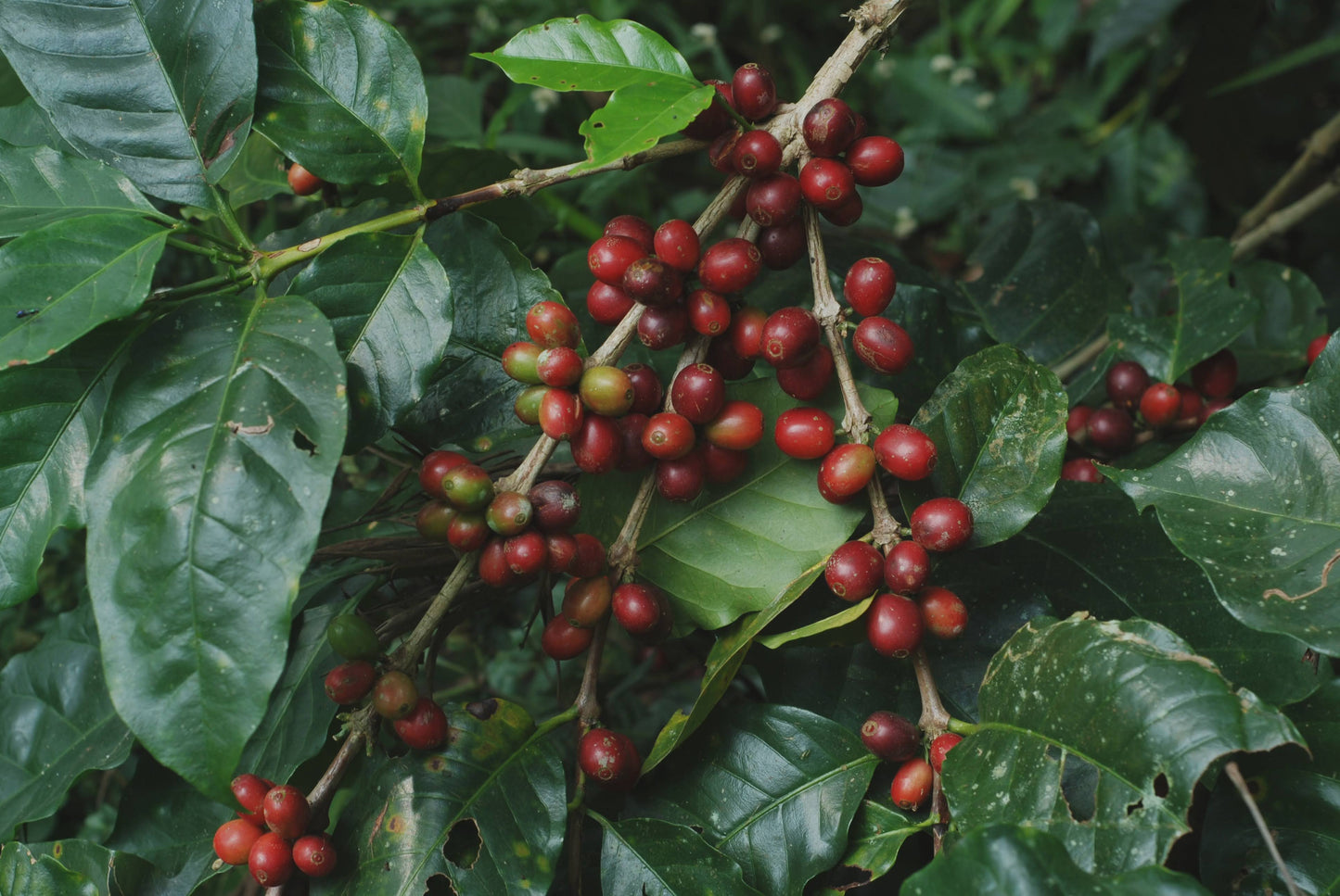 Arabica Coffee Cherries