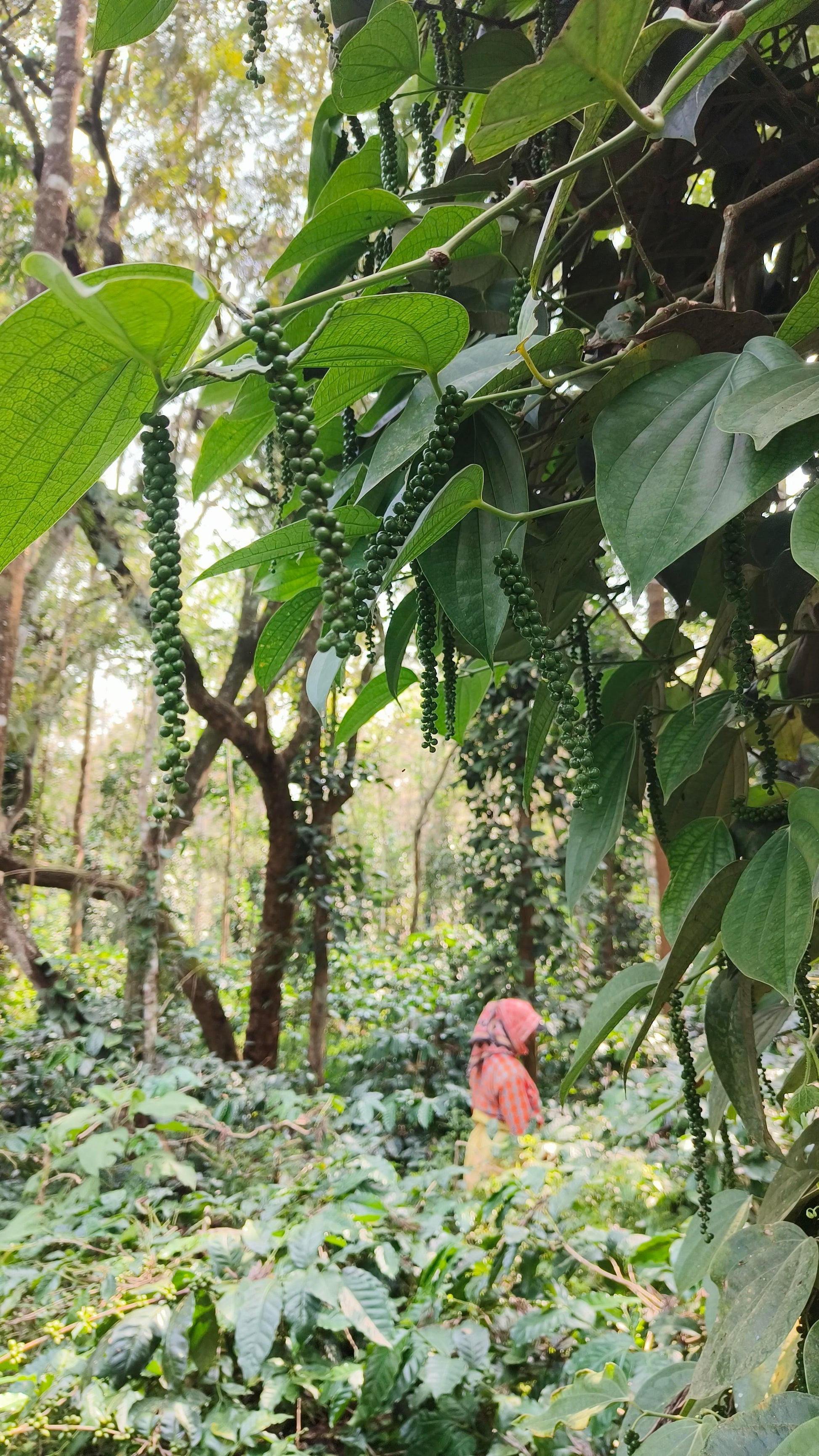 Arabica Coffee Unripe Cherries