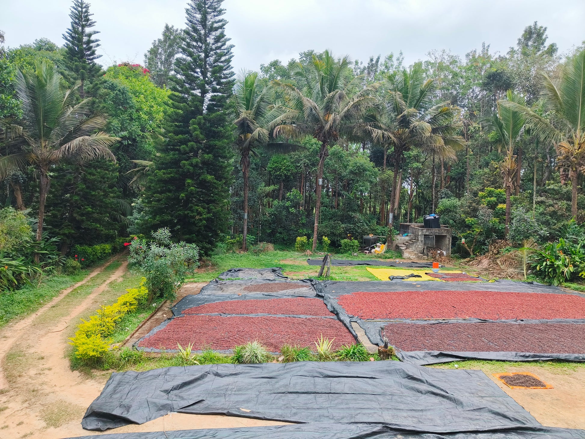 Arabica Coffee Beans Sun drying